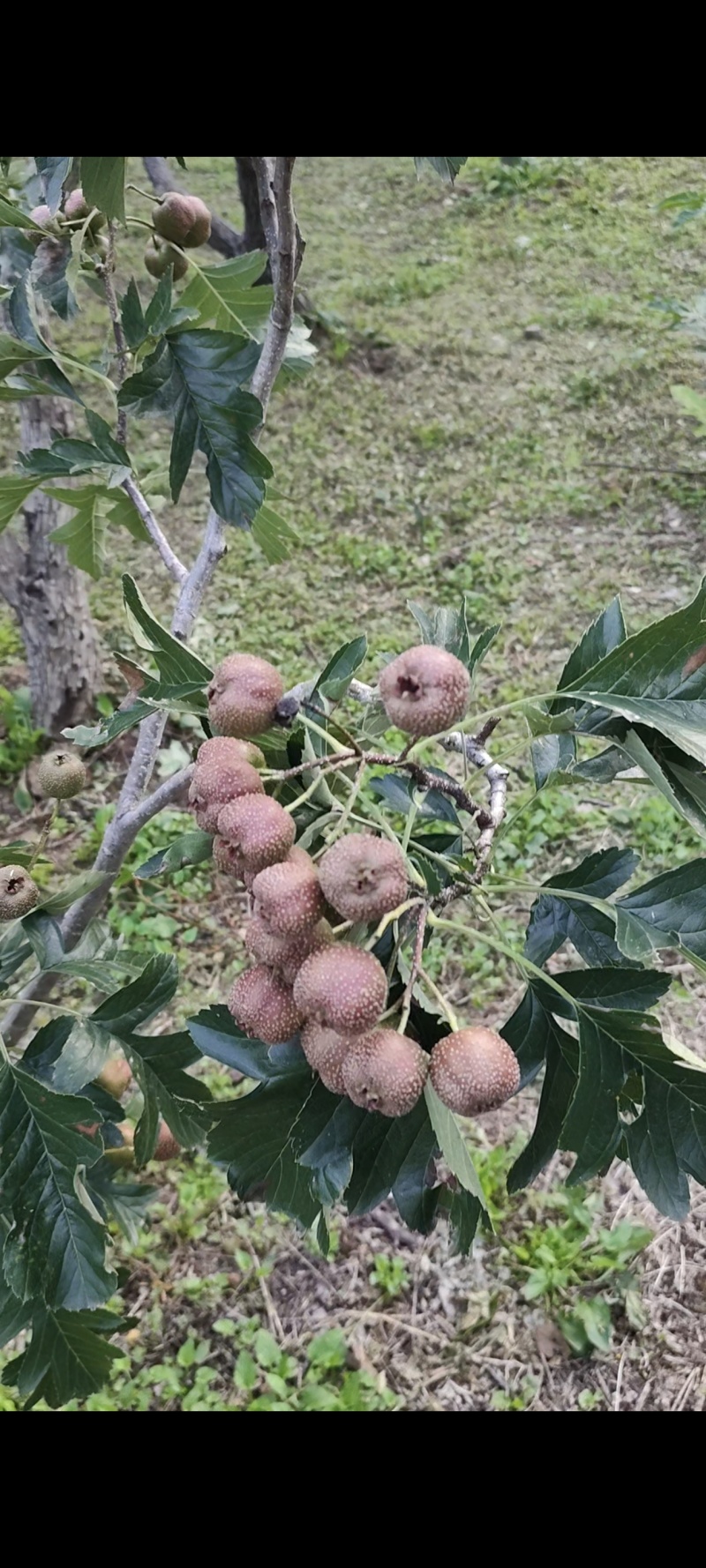 专卖承德兴隆县主产区山楂秋果，