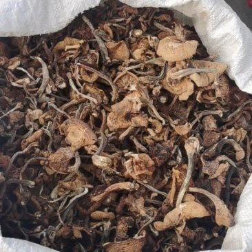 纯野生榛蘑