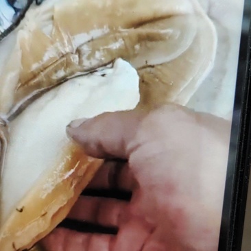大量东北河蚌每天一挂车***********