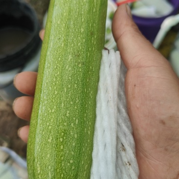 西葫芦