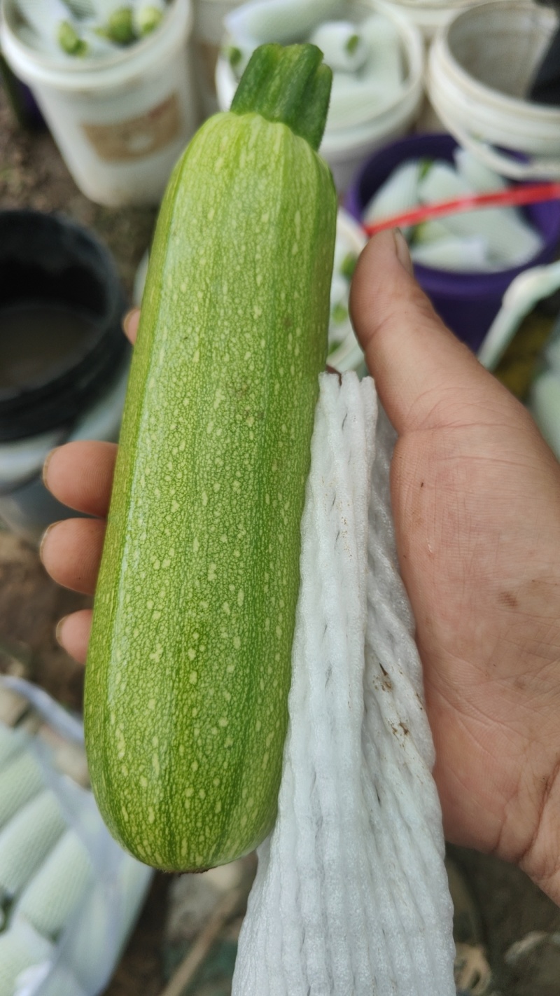 西葫芦