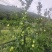 四川阿坝茂县瑞雪苹果
