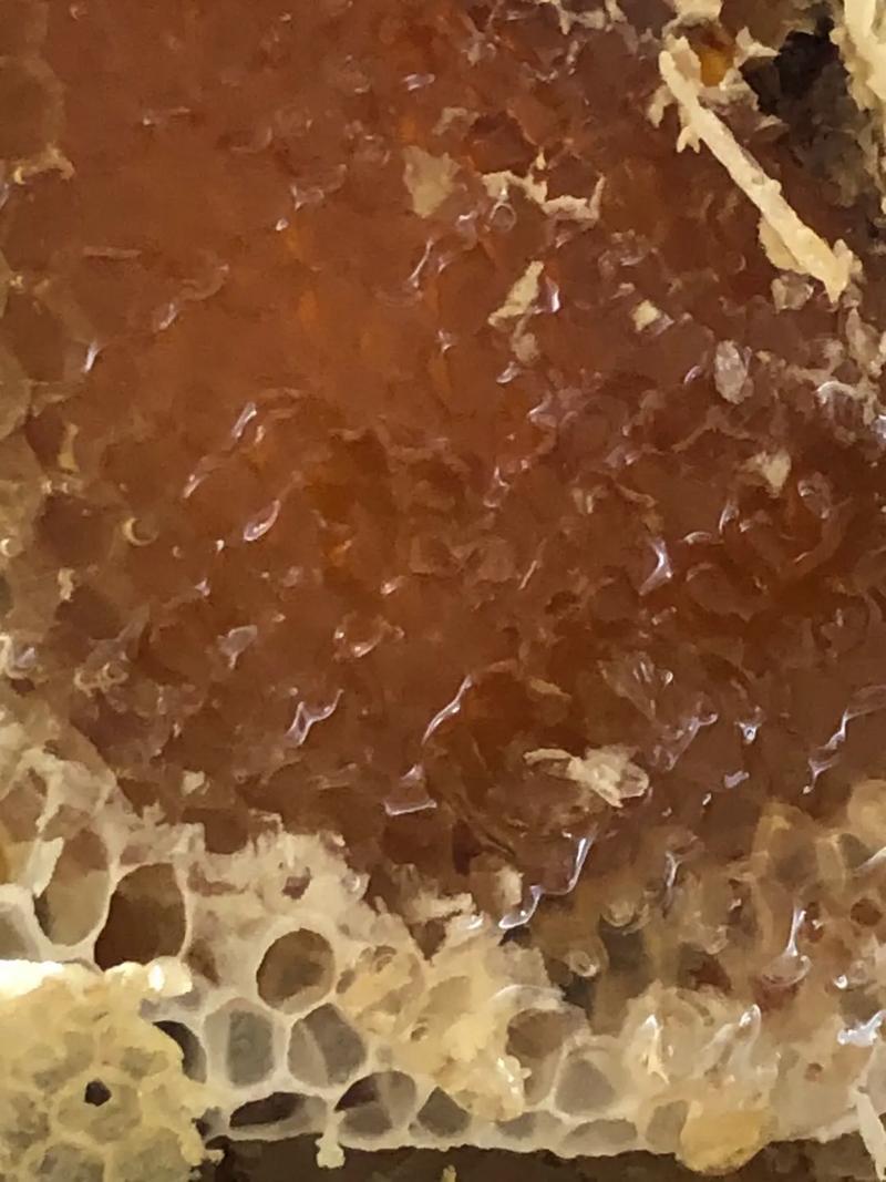 大山里的纯野生蜂蜜