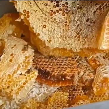 大山里的纯野生蜂蜜