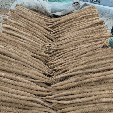 2025年山西新白玉山药大量接单中