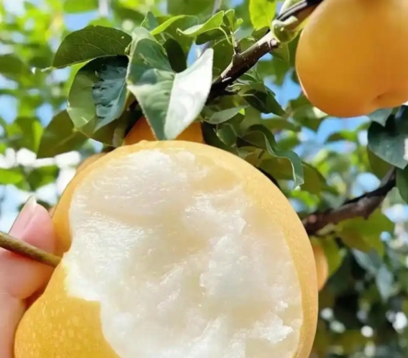山东临沂秋月梨