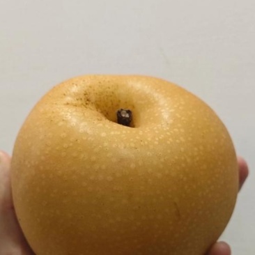 山东临沂秋月梨