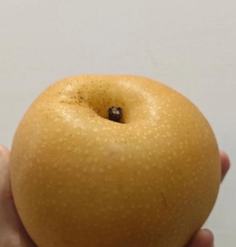 山东临沂秋月梨