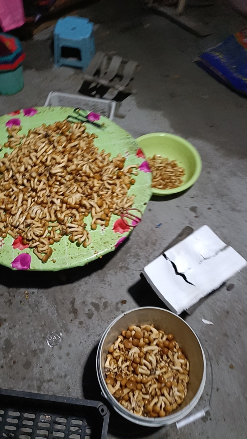 滑子蘑