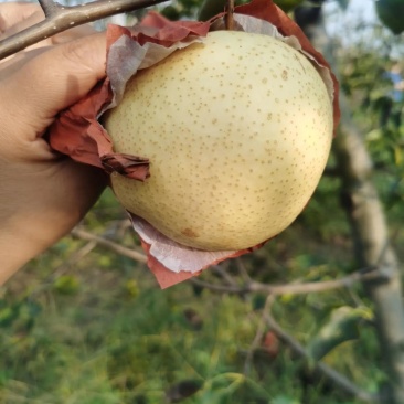 蒲城酥梨