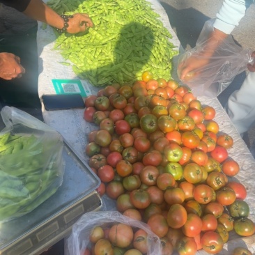 无筋豆角，大几豆角，四季豆，架豆王