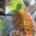 无筋豆角，大几豆角，四季豆，架豆王