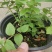 组培花香L25蓝莓苗30cm原土原盆分枝多阳台盆栽地栽早熟大