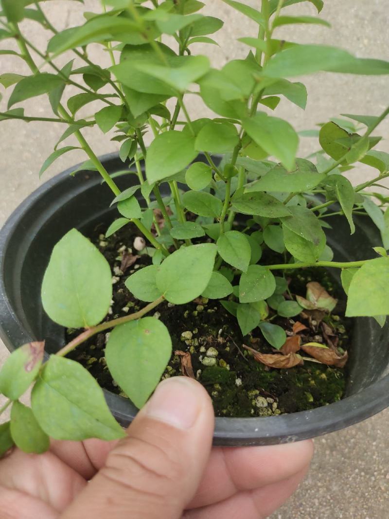 组培花香L25蓝莓苗30cm原土原盆分枝多阳台盆栽地栽早熟大