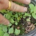 组培花香L25蓝莓苗30cm原土原盆分枝多阳台盆栽地栽早熟大