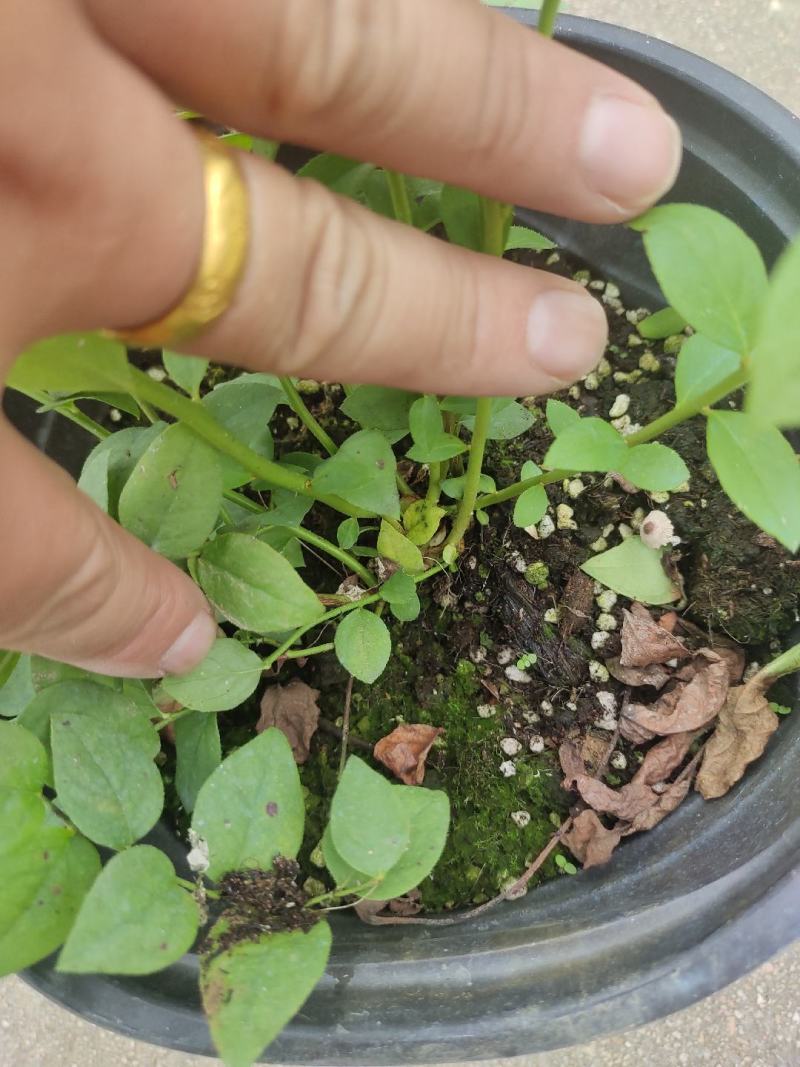 组培花香L25蓝莓苗30cm原土原盆分枝多阳台盆栽地栽早熟大