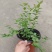 组培花香L25蓝莓苗30cm原土原盆分枝多阳台盆栽地栽早熟大