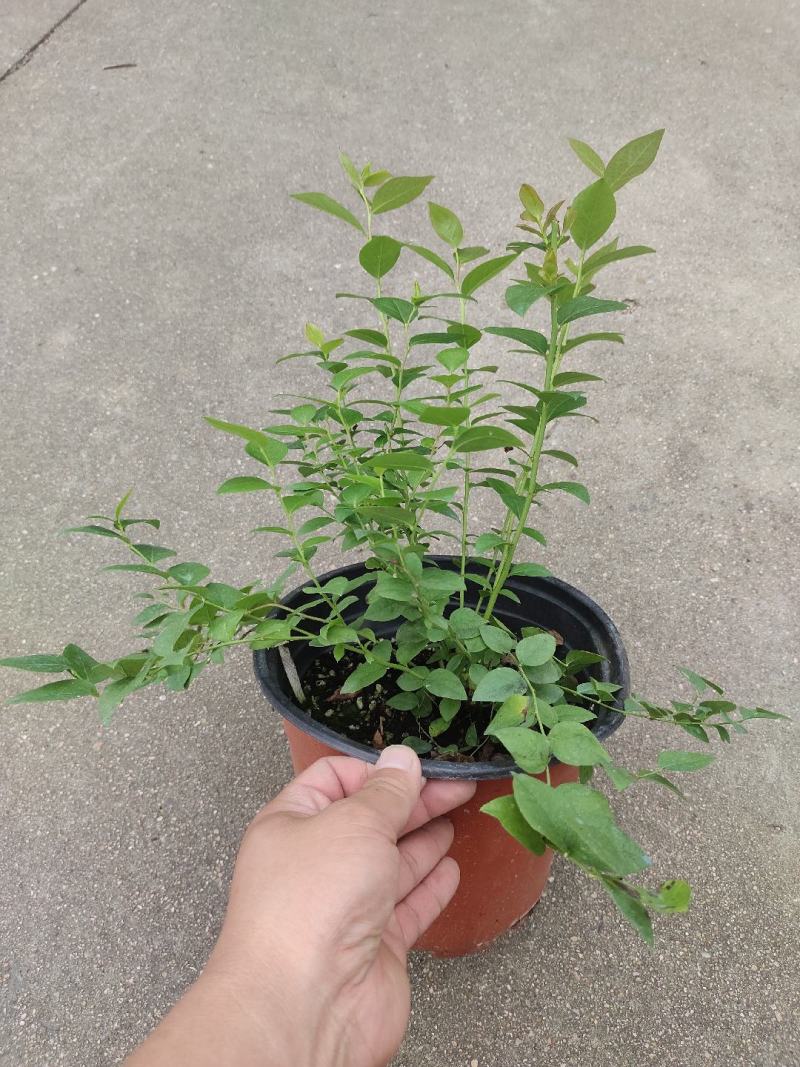 组培花香L25蓝莓苗30cm原土原盆分枝多阳台盆栽地栽早熟大