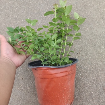 组培花香L25蓝莓苗30cm原土原盆分枝多阳台盆栽地栽早熟大