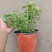 组培花香L25蓝莓苗30cm原土原盆分枝多阳台盆栽地栽早熟大