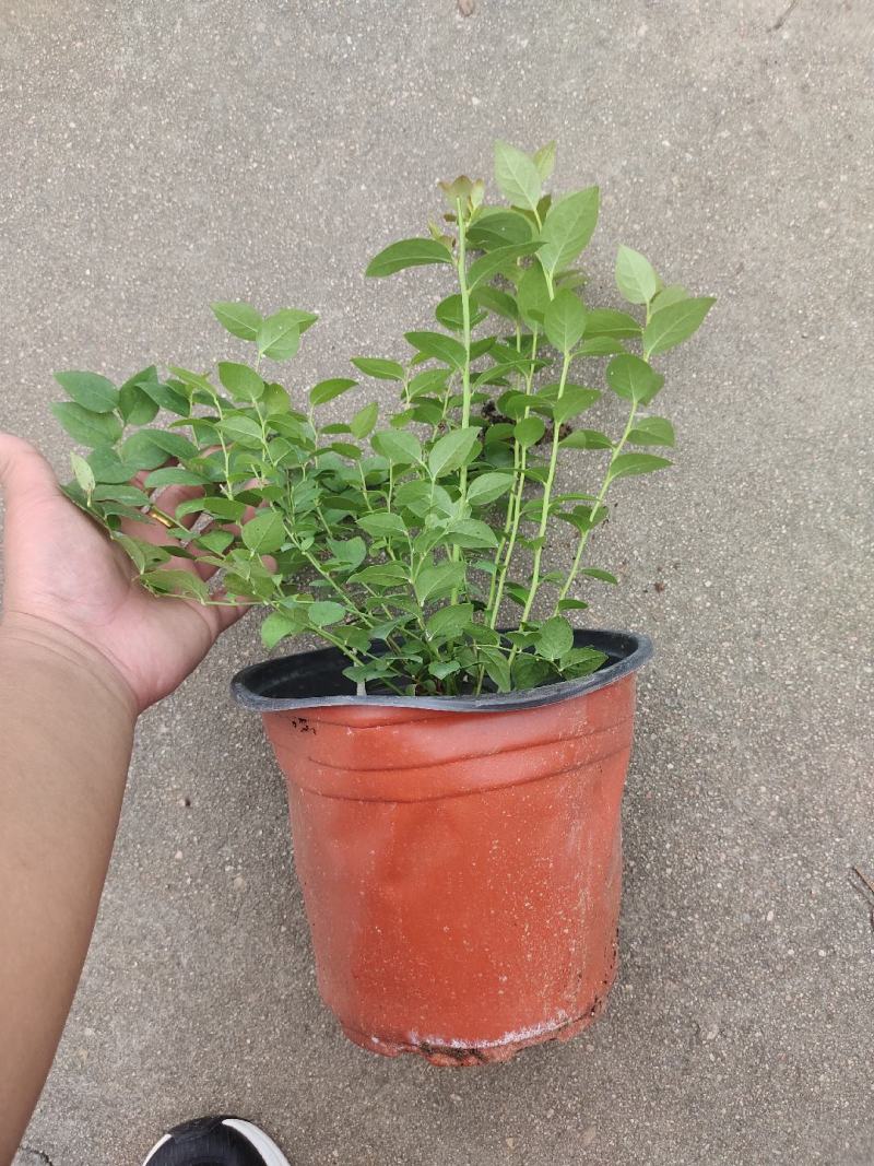 组培花香L25蓝莓苗30cm原土原盆分枝多阳台盆栽地栽早熟大