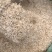 小麦壳