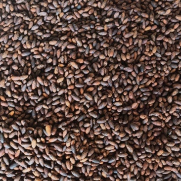 小昆香榧