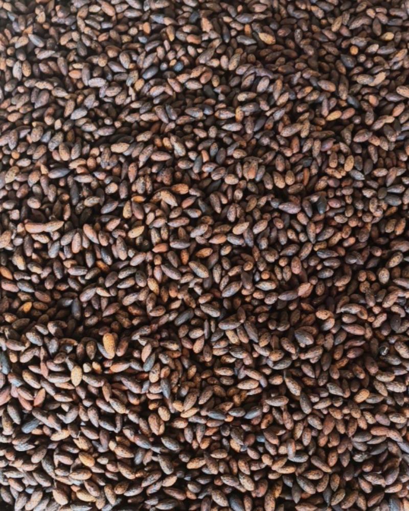 小昆香榧