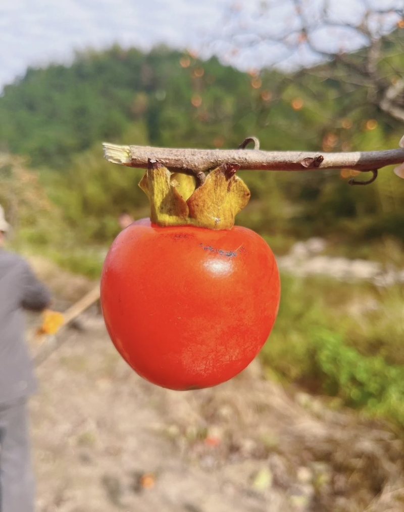 天台县慈圣红株柿