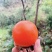 天台县慈圣红株柿