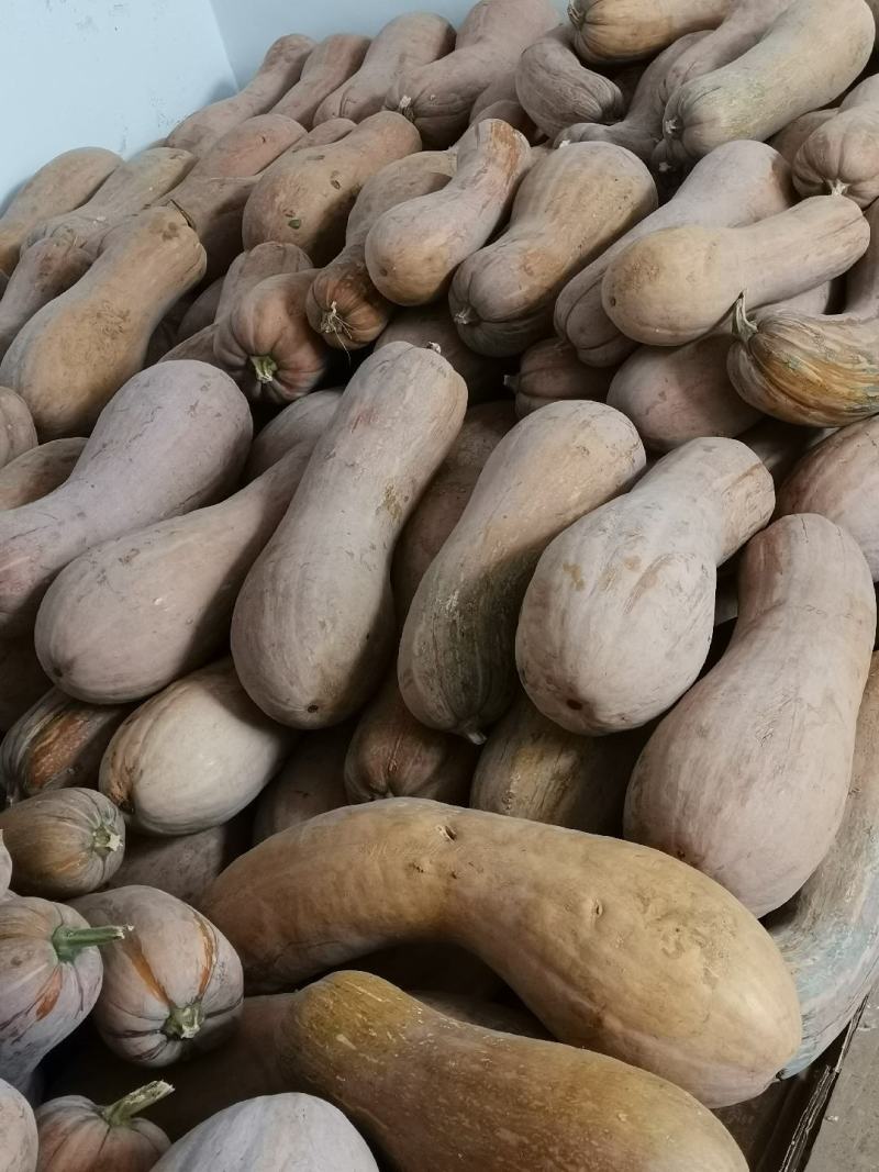 蜜本大南瓜