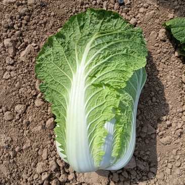 小义和白菜