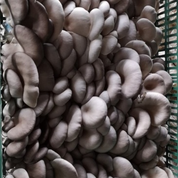 平菇