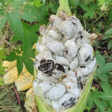 玉米黑粉菌