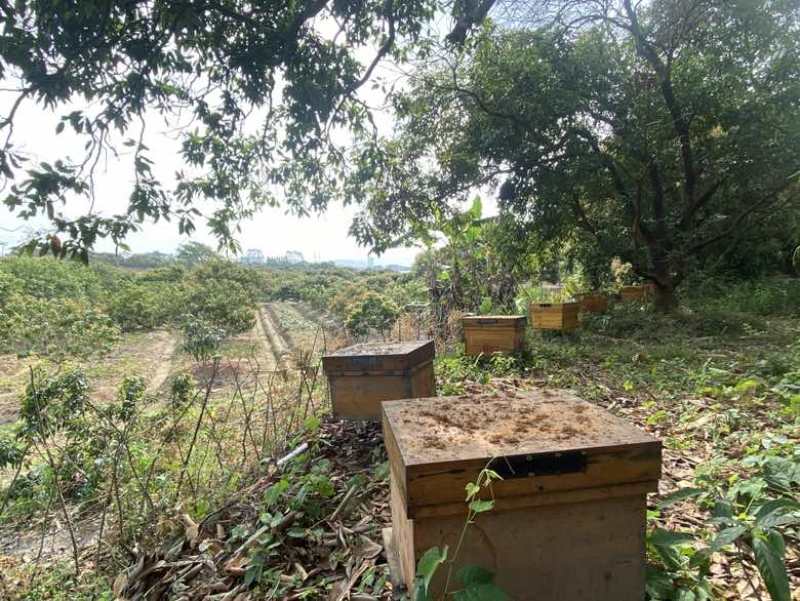 广西钦州土蜂蜜