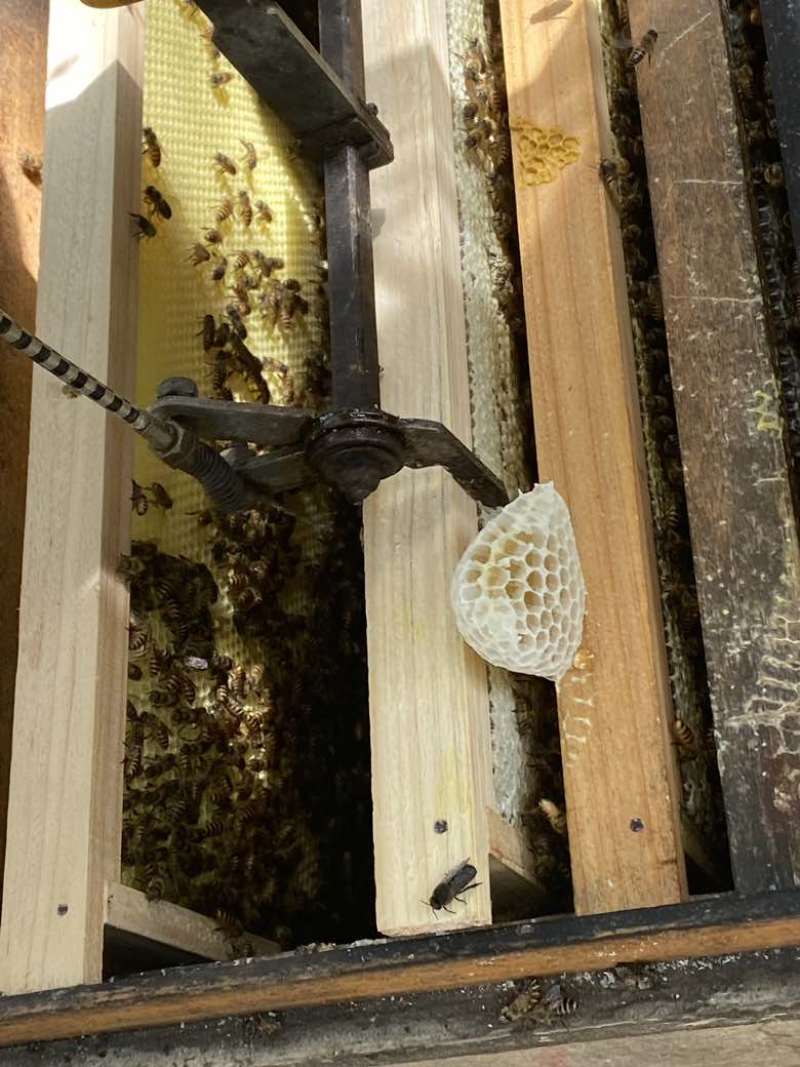 广西钦州土蜂蜜