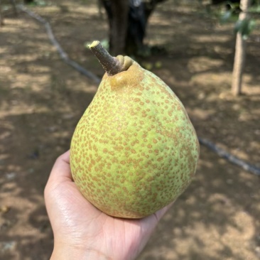 山东莱阳梨