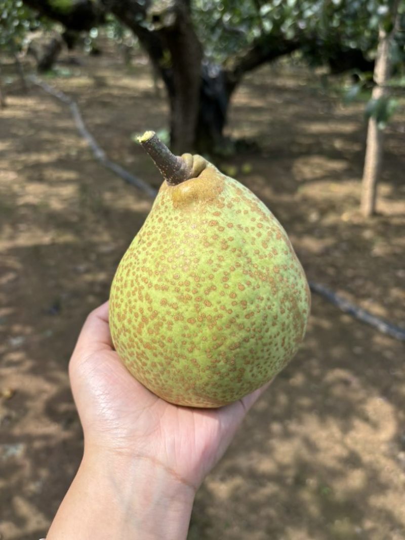 山东莱阳梨