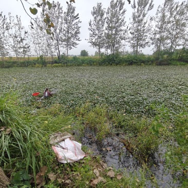 菱角，在河里没采摘，有能力的1块钱一斤批发，这边市场价4