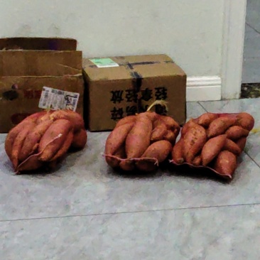 烟薯25