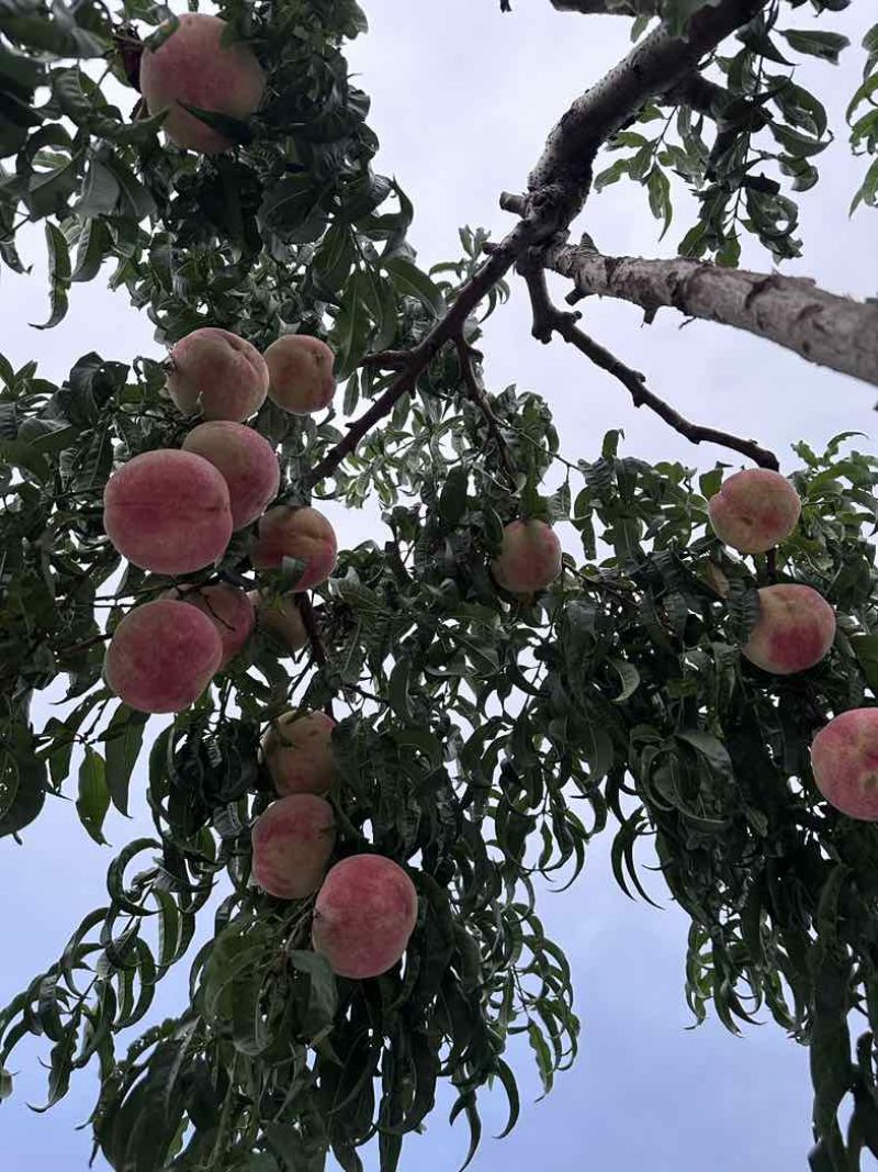 金秋红蜜糖度现在十七八个
