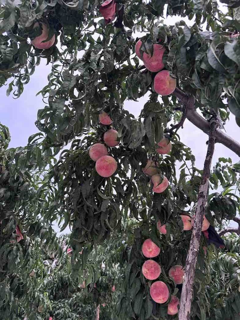 金秋红蜜糖度现在十七八个