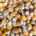 大量出售俄罗斯进口，玉米，玉米粉饲料