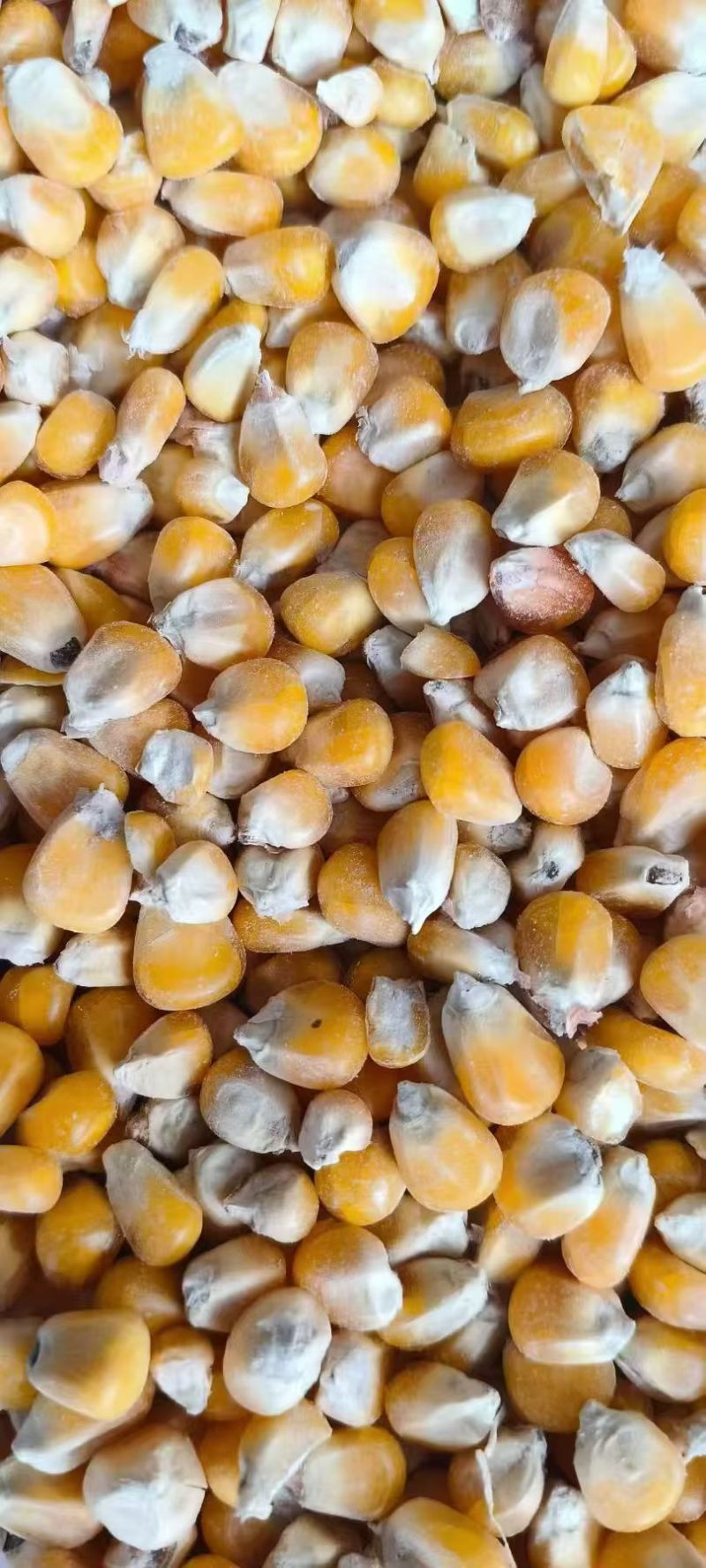 大量出售俄罗斯进口，玉米，玉米粉饲料