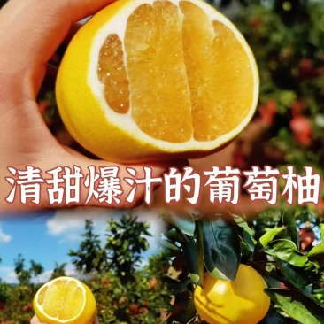 福建漳州平和县翡翠葡萄柚黄金葡萄柚一件代发