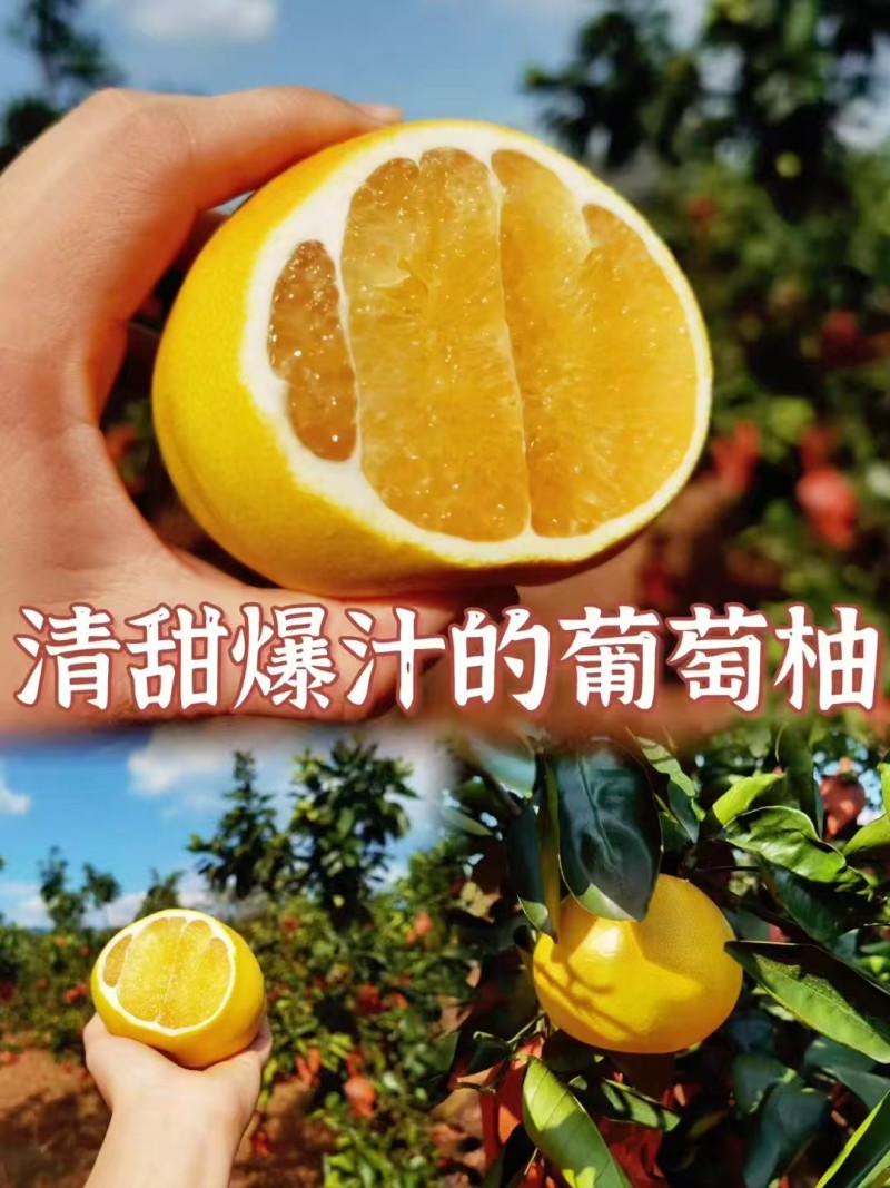 福建漳州平和县翡翠葡萄柚黄金葡萄柚一件代发