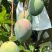 芒果