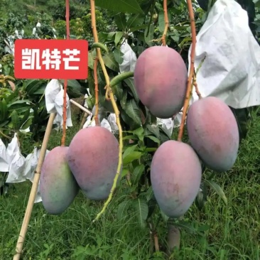 芒果