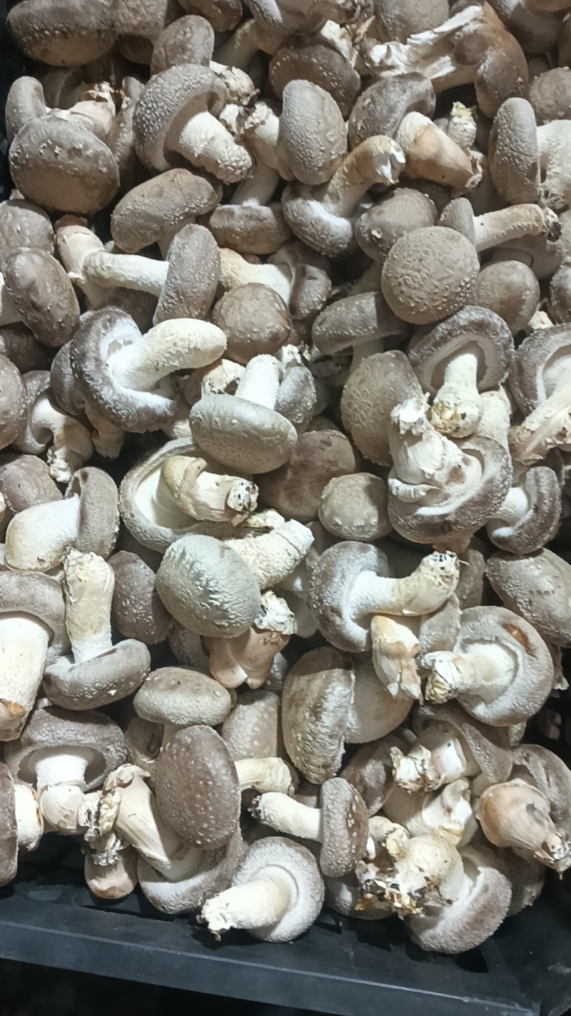 新鲜香菇