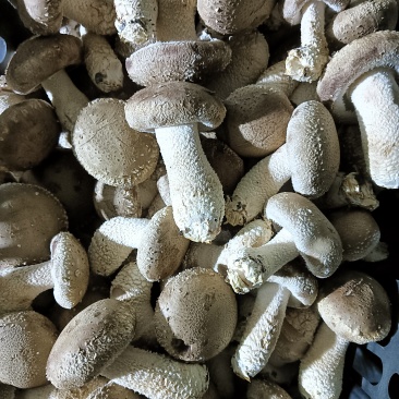 新鲜香菇